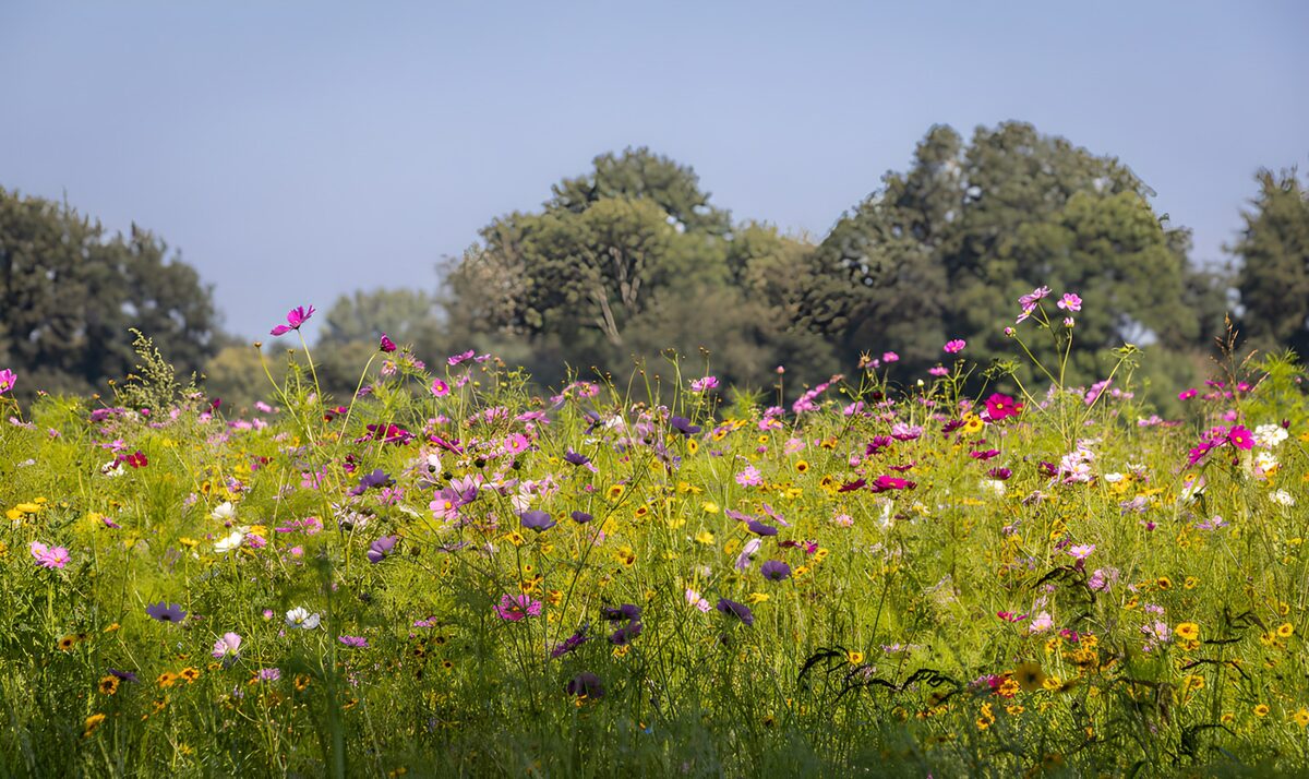 OCUK80114: Vibrant Wildflower Meadow in Bloom