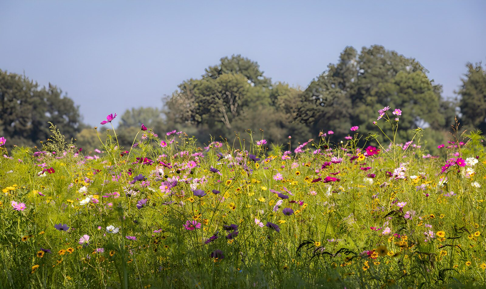 OCUK80114: Vibrant Wildflower Meadow in Bloom