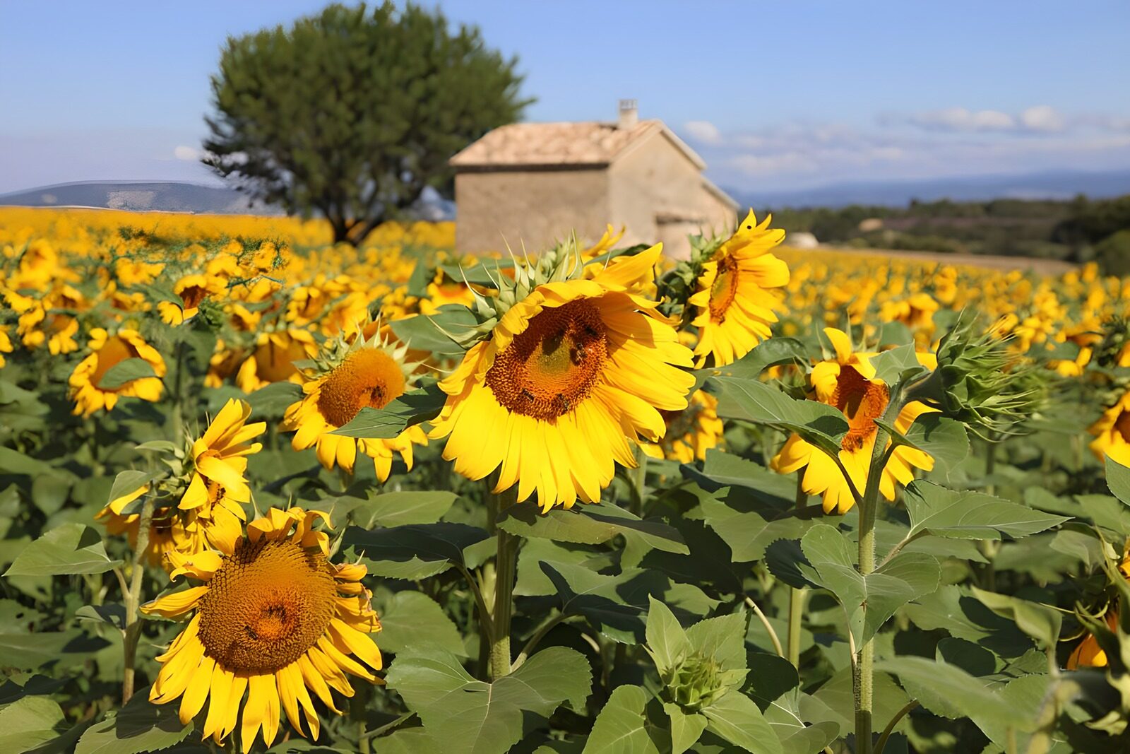 OCUK52018: Sunflower Field Serenity