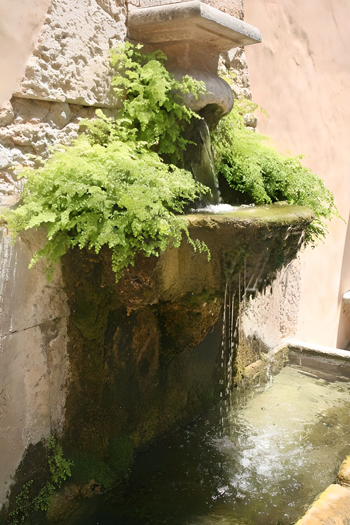Drinking place or fountain with unkempt foliage