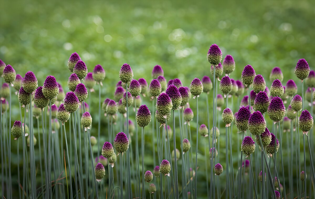 OCUK83613: Purple Drumstick Allium Meadow