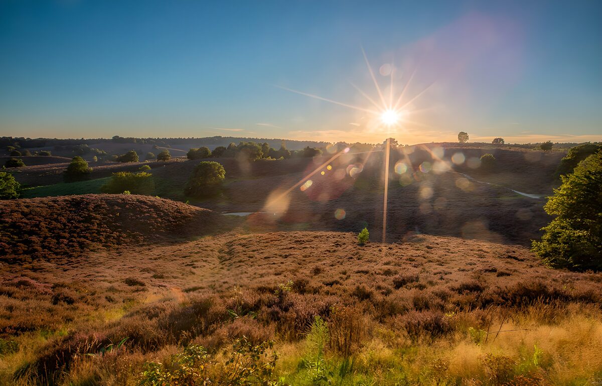Serene Heather Fields at Sunrise