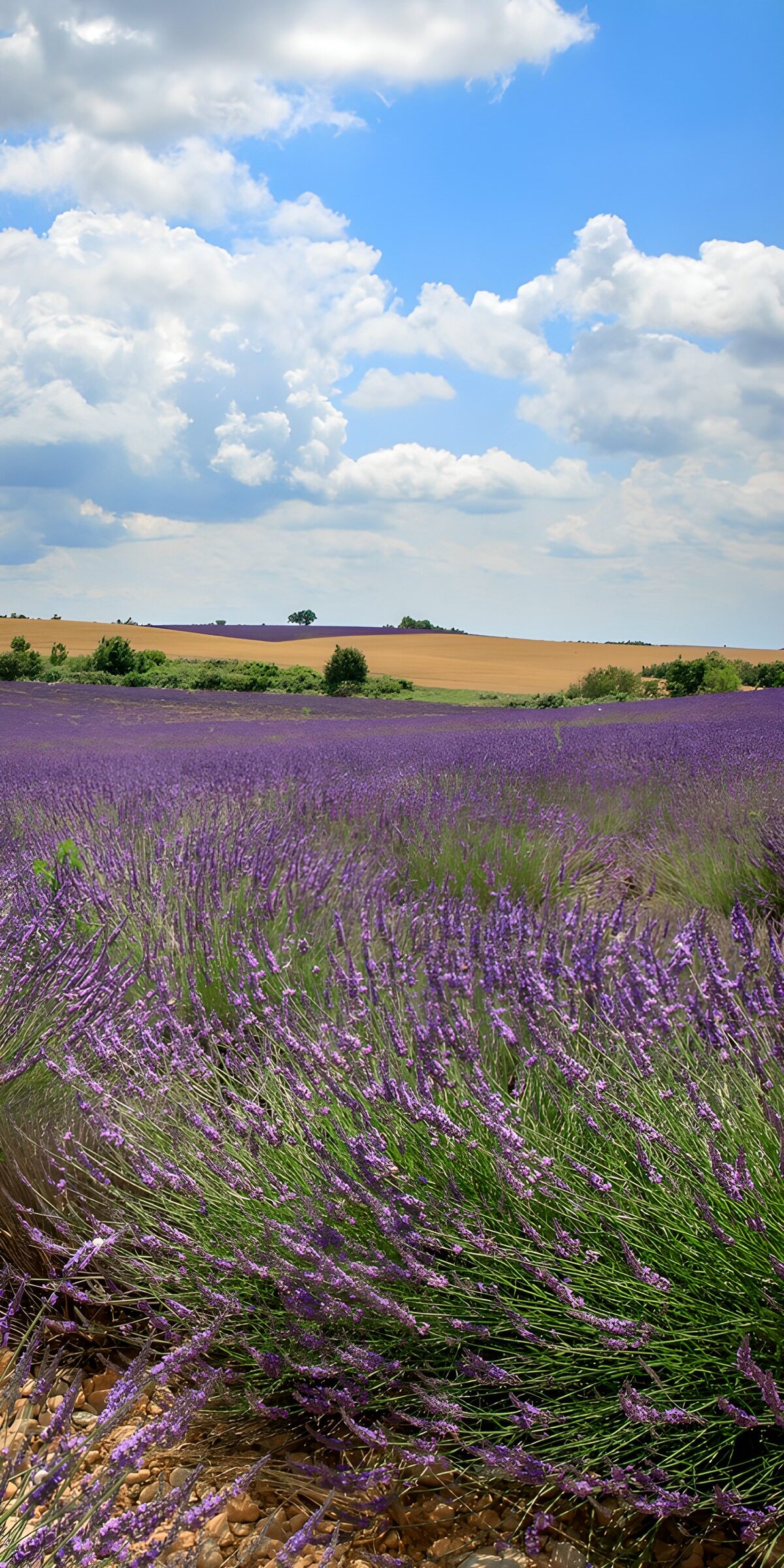 OCUK40884: Lavender Fields Under the Blue Sky