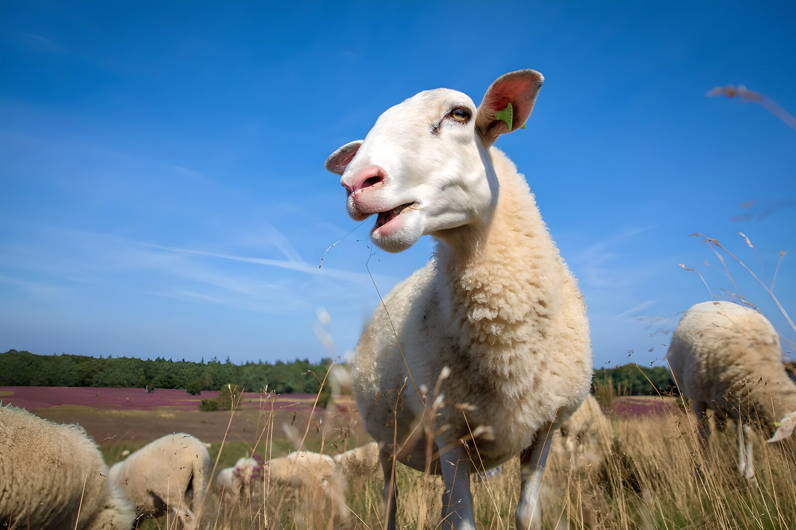 OCUK71628: Curious Sheep in a Sunny Meadow