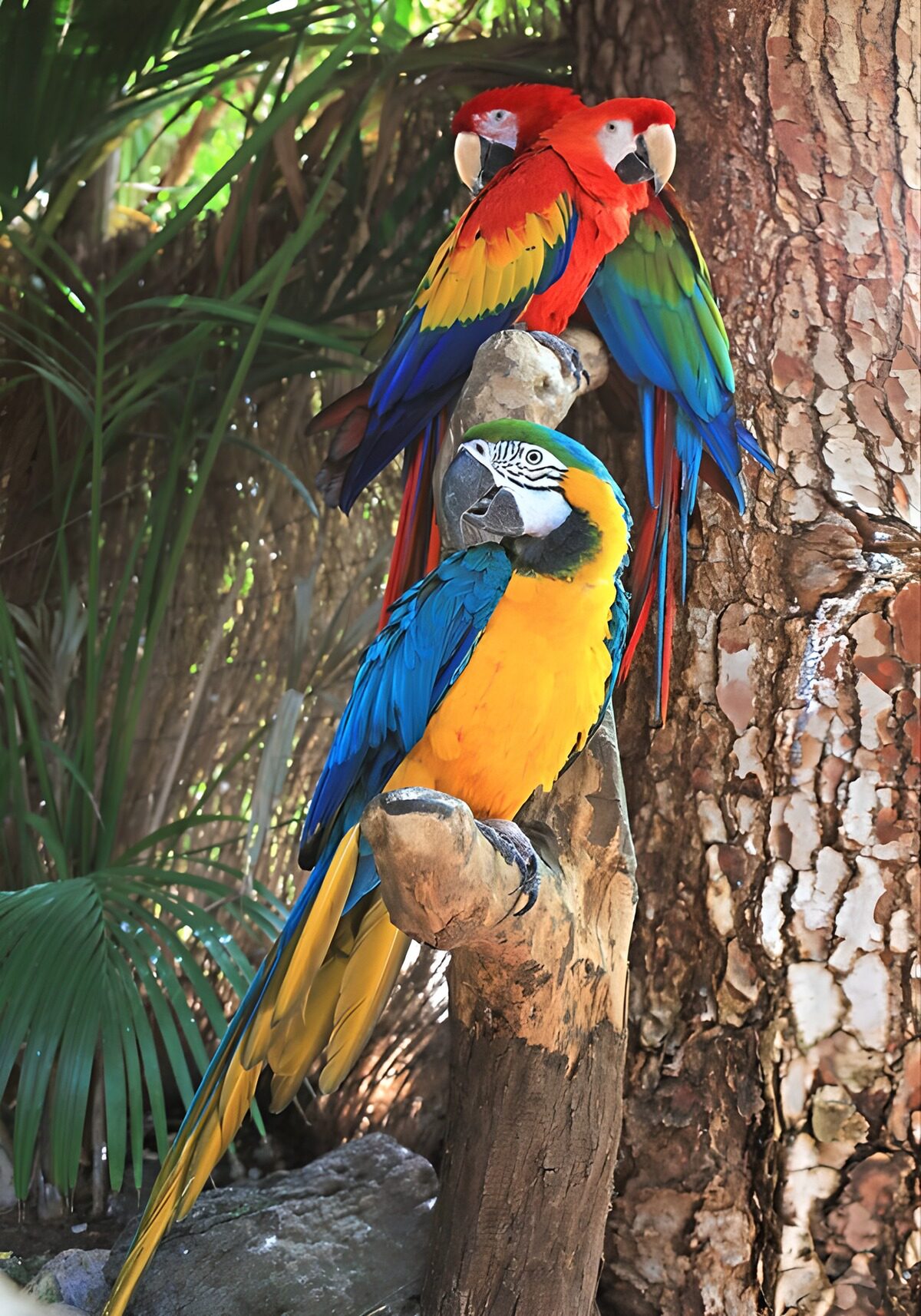 OCUK78769: Colorful Tropical Parrots in Nature