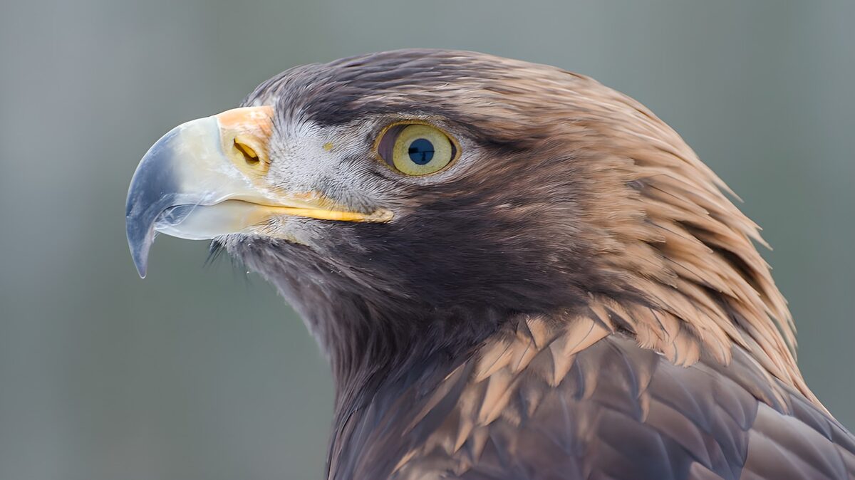 OCUK91410: Golden Eagle in Profile View
