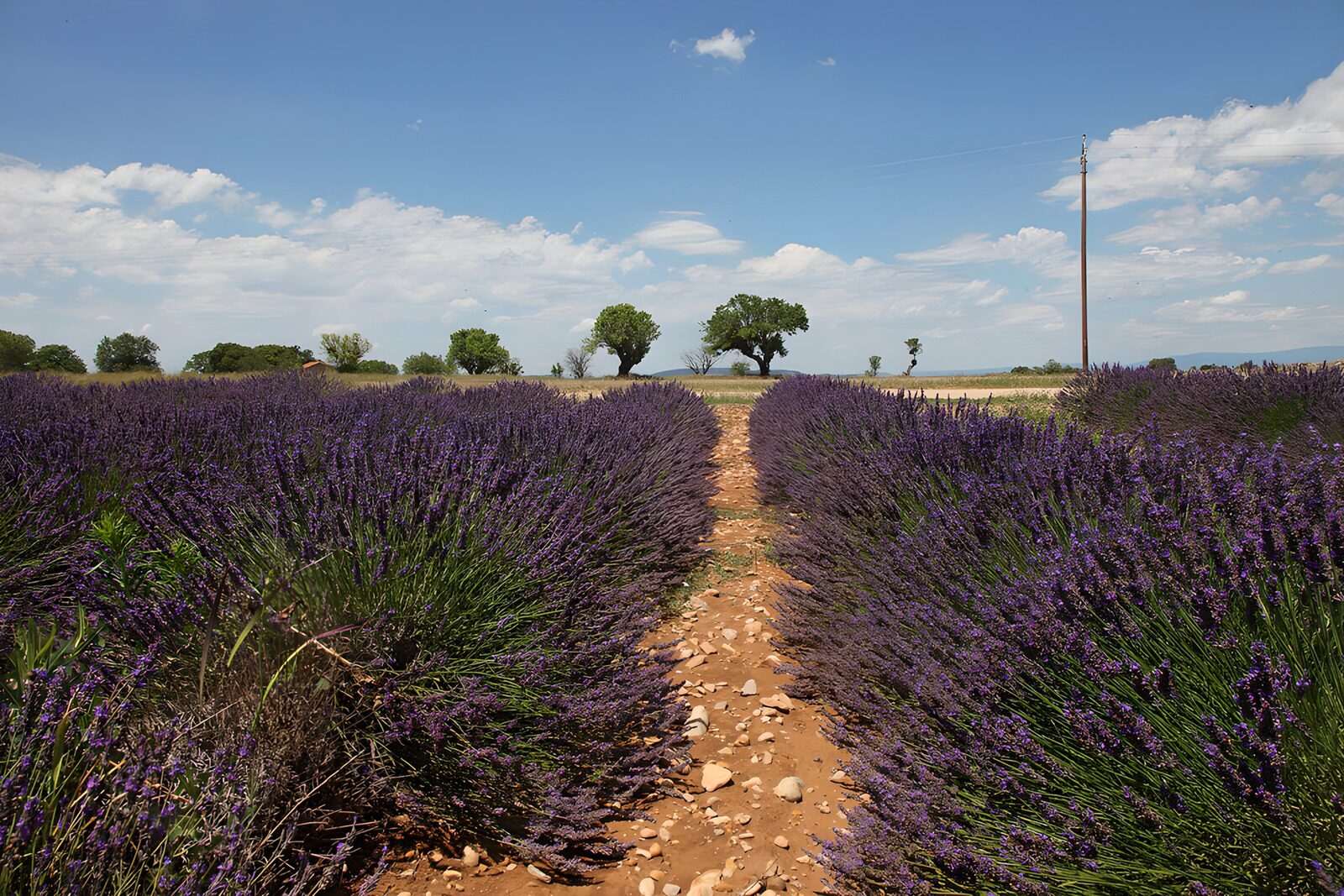 OCUK22004: Lavender Fields Under Blue Skies