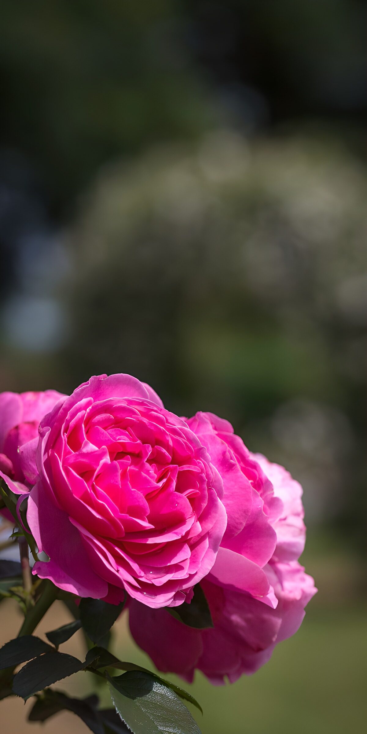 OCUK66291: Blossoming Pink Roses in Sunlight