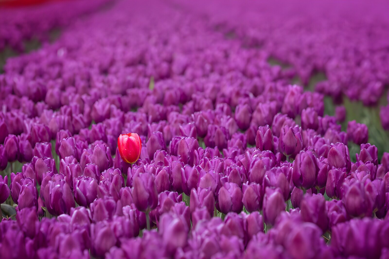 OCUK31895: A Single Red Tulip Among Purple Blooms