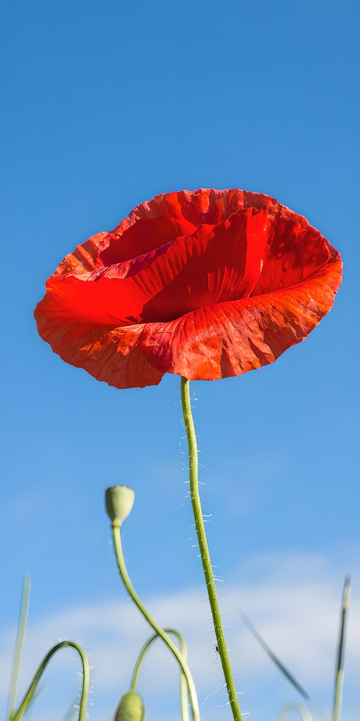 OCUK33787: Vibrant Red Poppy Against a Blue Sky