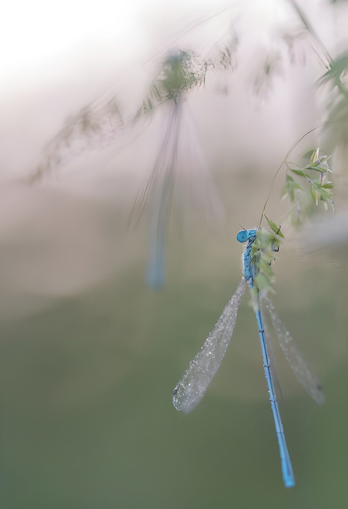 OCUK54452: Shimmering Blue Dragonfly in Nature