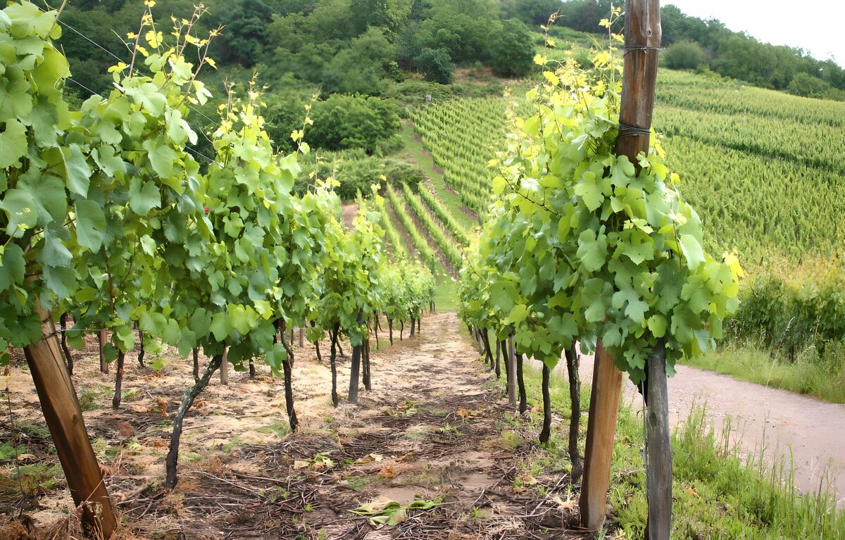 OCUK13246: Scenic Vineyard in Lush Green Hills