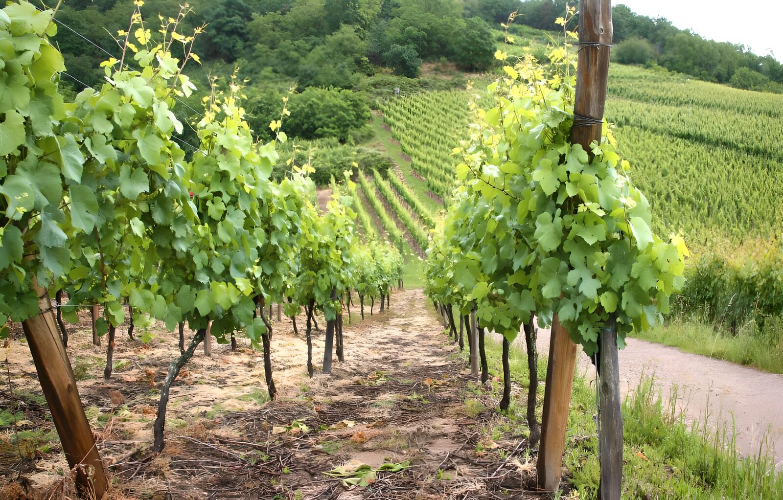 OCUK13246: Scenic Vineyard in Lush Green Hills