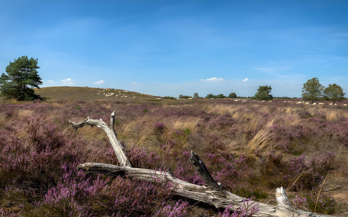 OCUK41268: Serene Heather Landscape Under Blue Skies