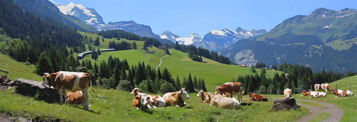 Red and white Holsteins grazing with a view at the snowy Alps