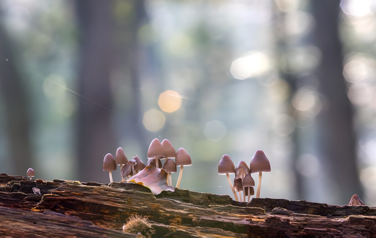 Fulvous mycena grass