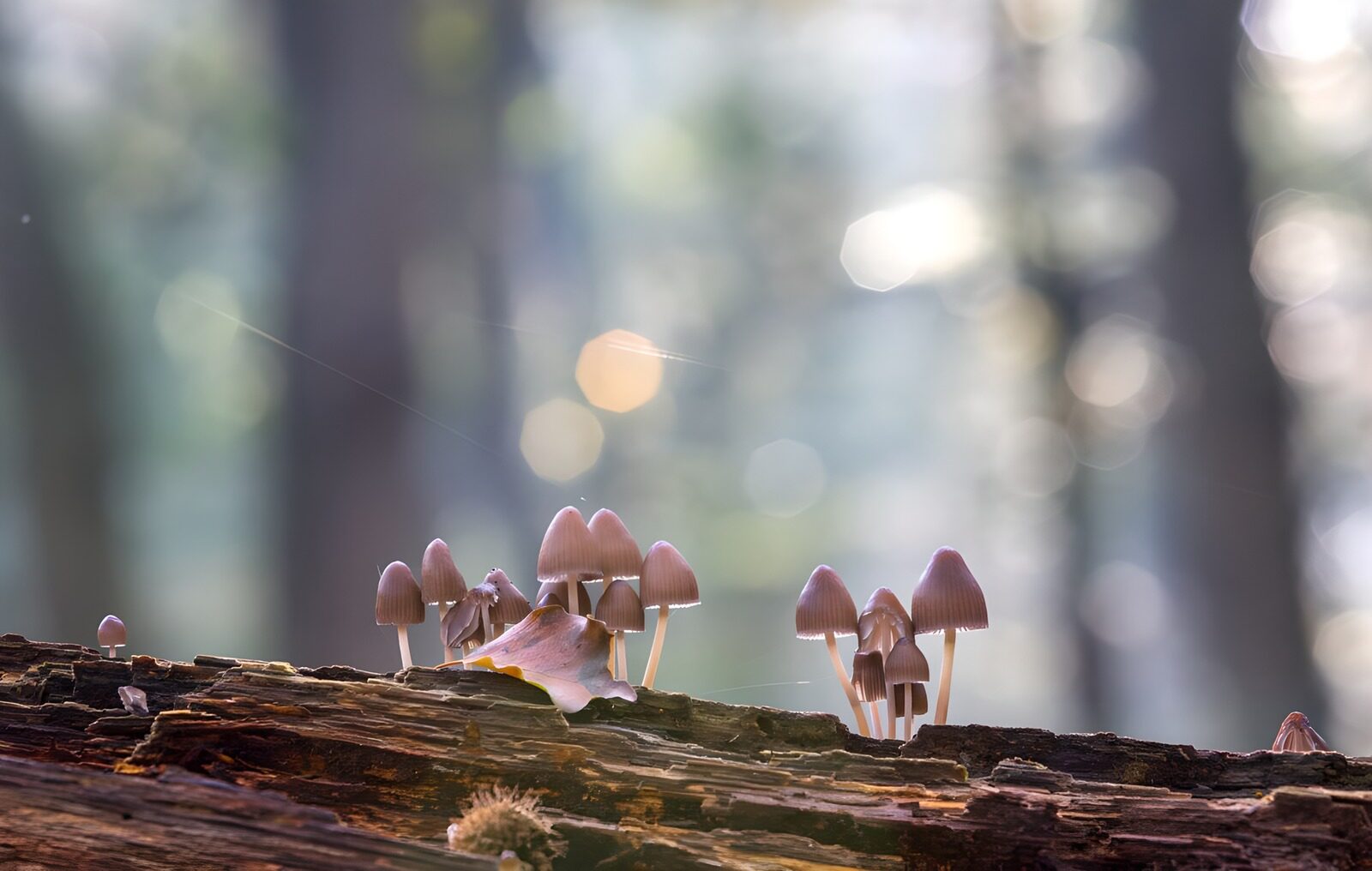 OCUK31173: Fulvous mycena grass