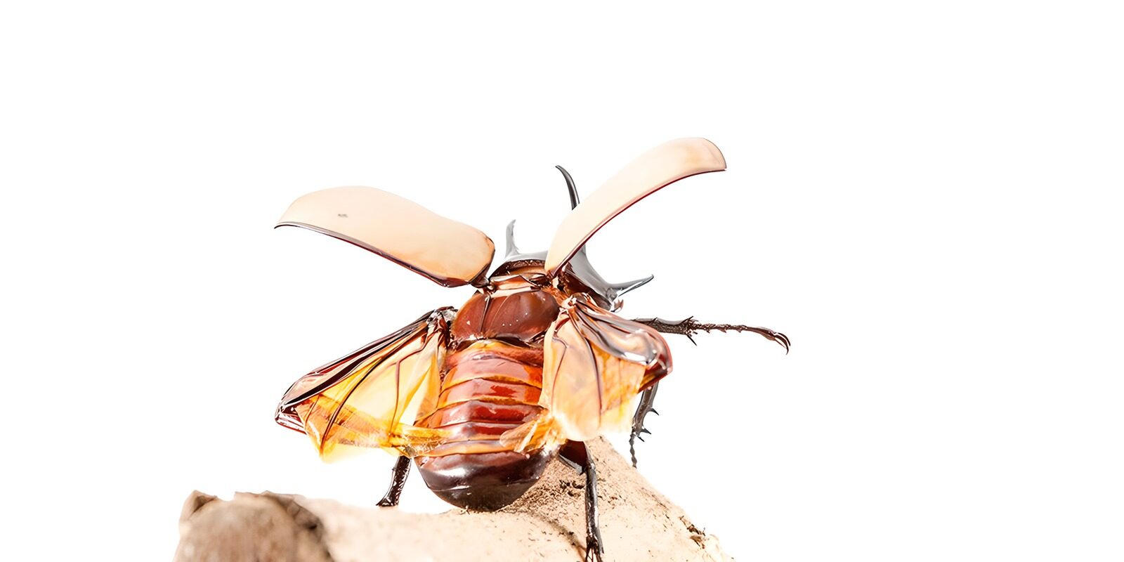 OCUK27398: Majestic Beetle in Flight Pose