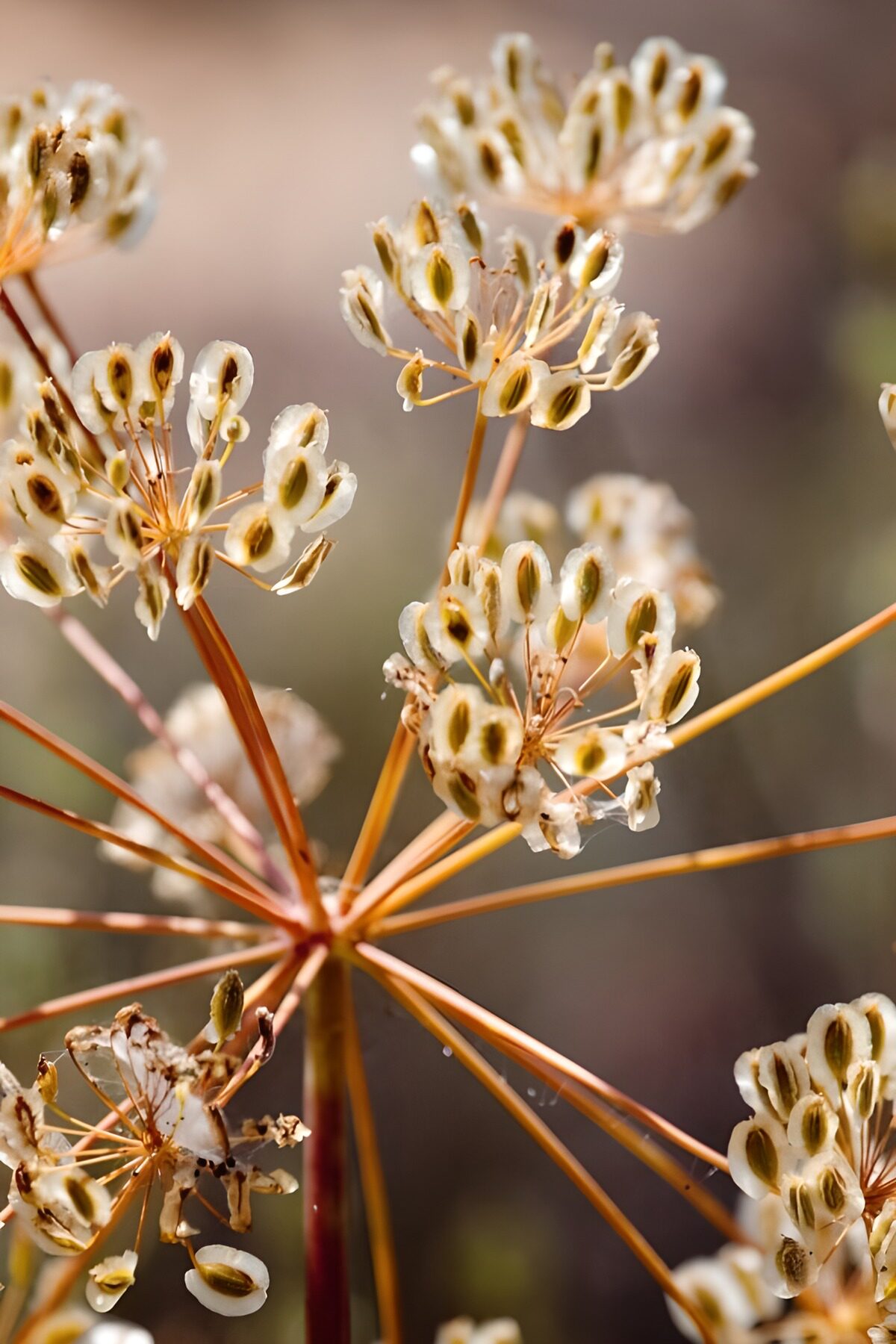 OCUK12732: Delicate Seed Umbrella