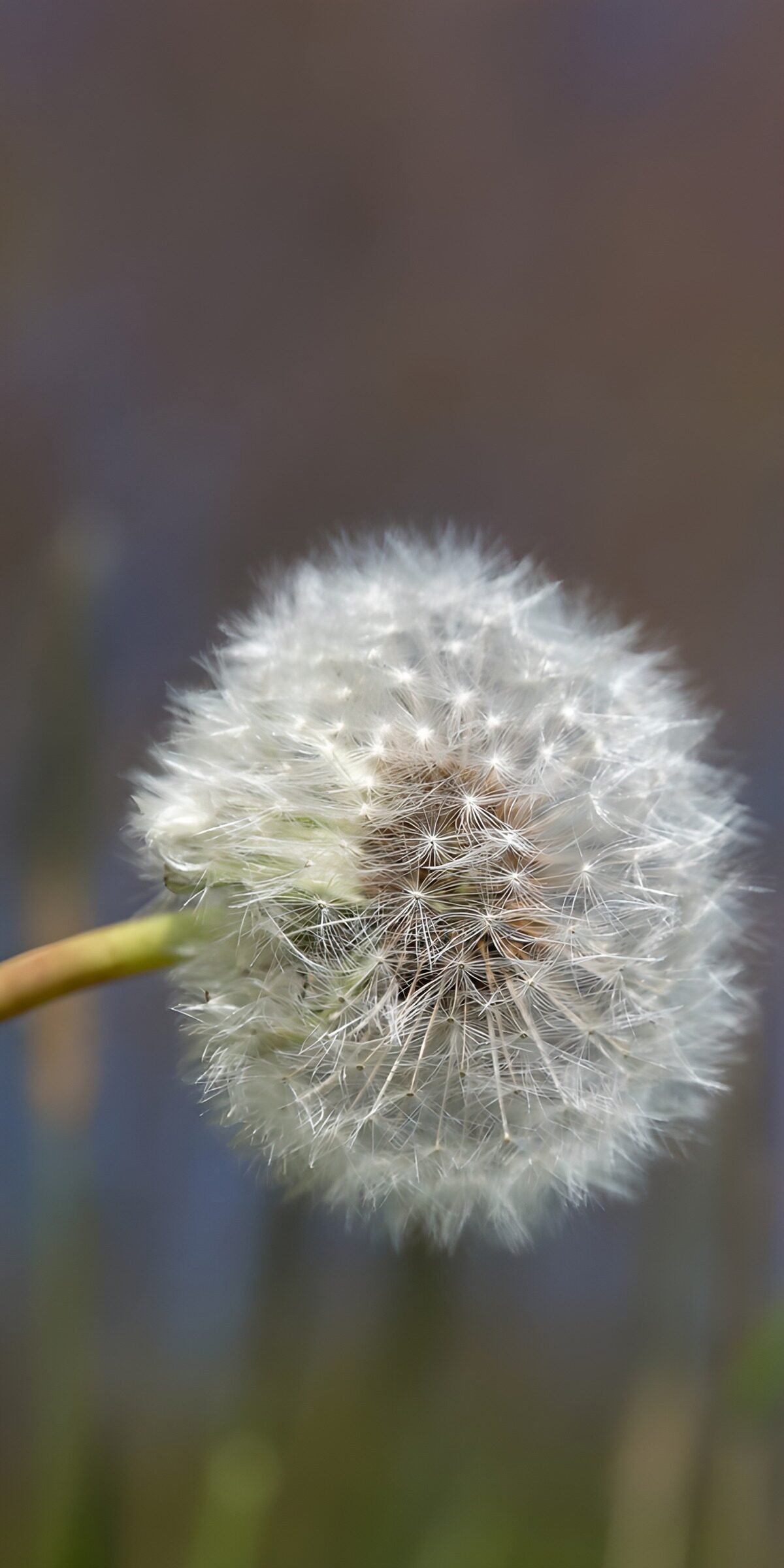 OCUK98380: Delicate Dandelion Puff