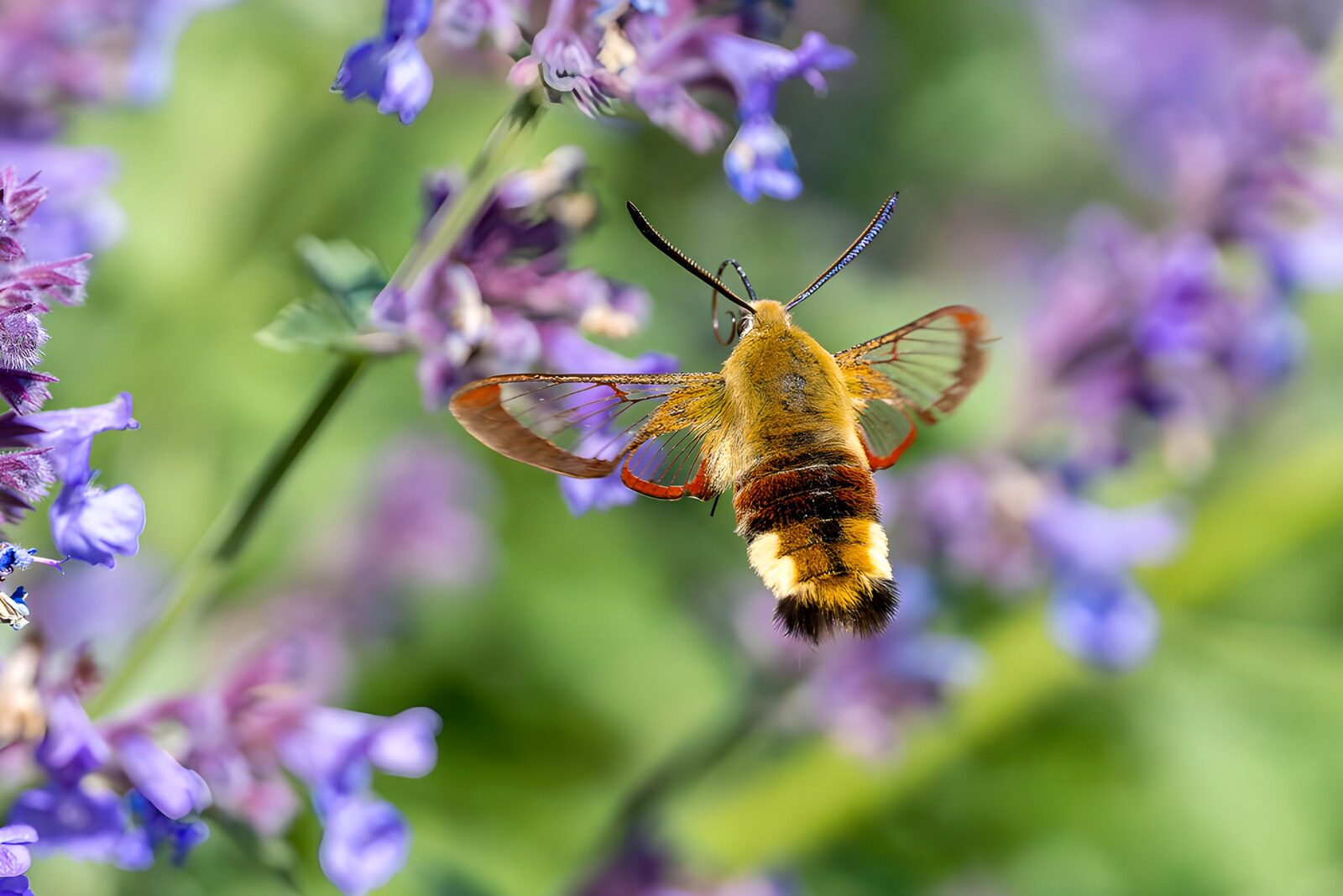 OCUK71719: Colorful Hummingbird Moth in Flight