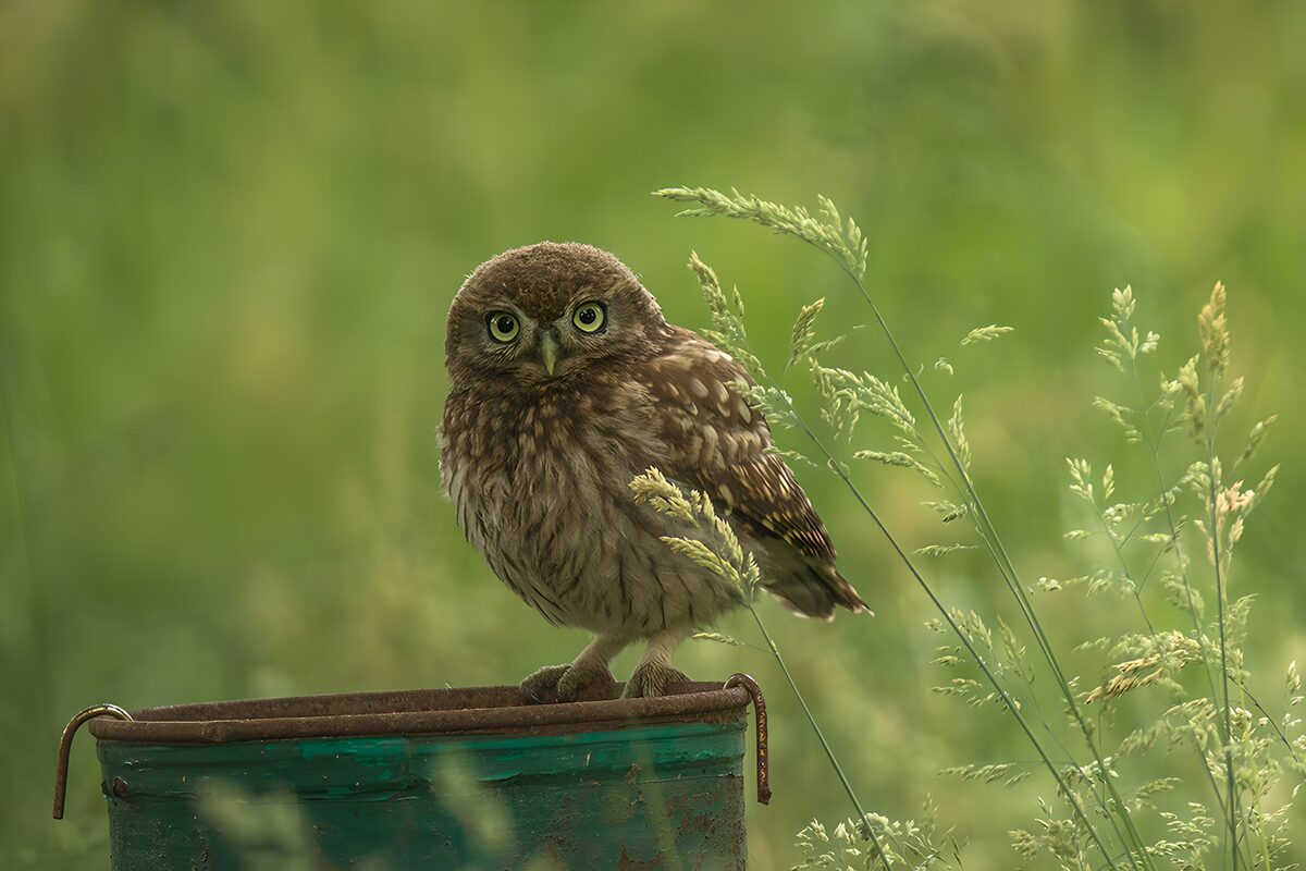 OCUK13358: Observant Little Owl on a Bucket