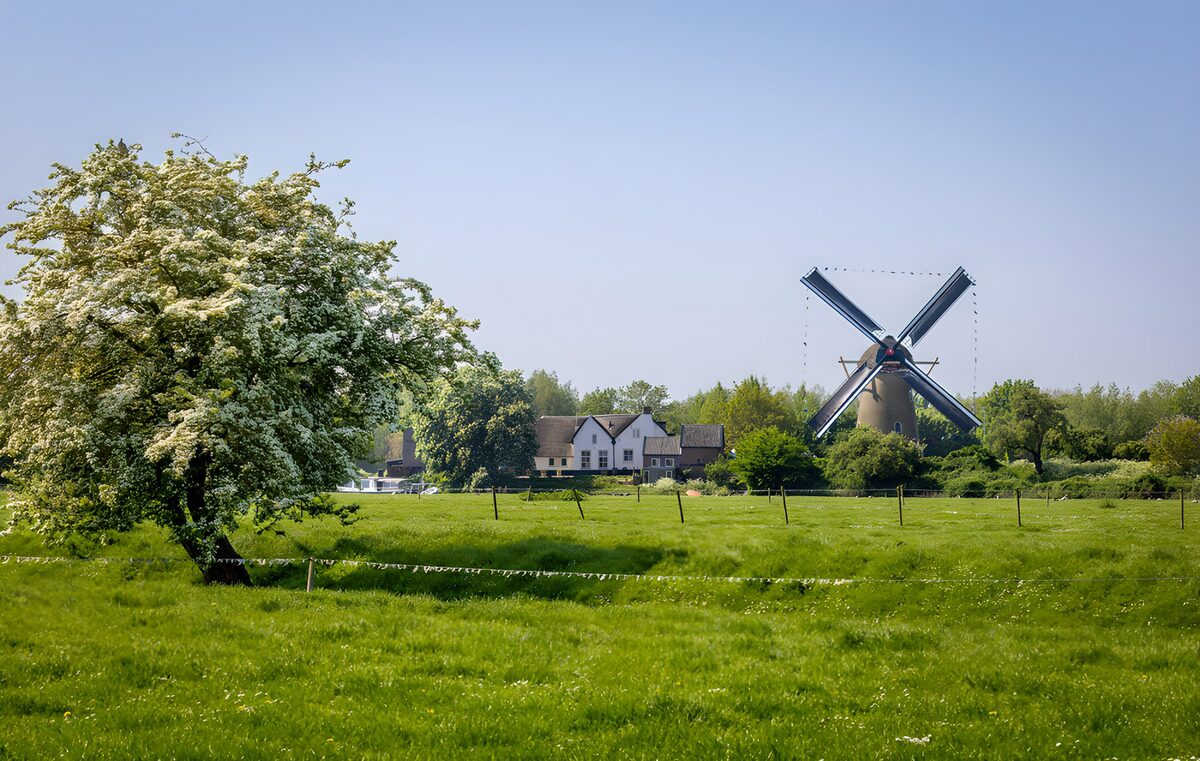 OCUK66470: Scenic Dutch Windmill and Blossom Tree