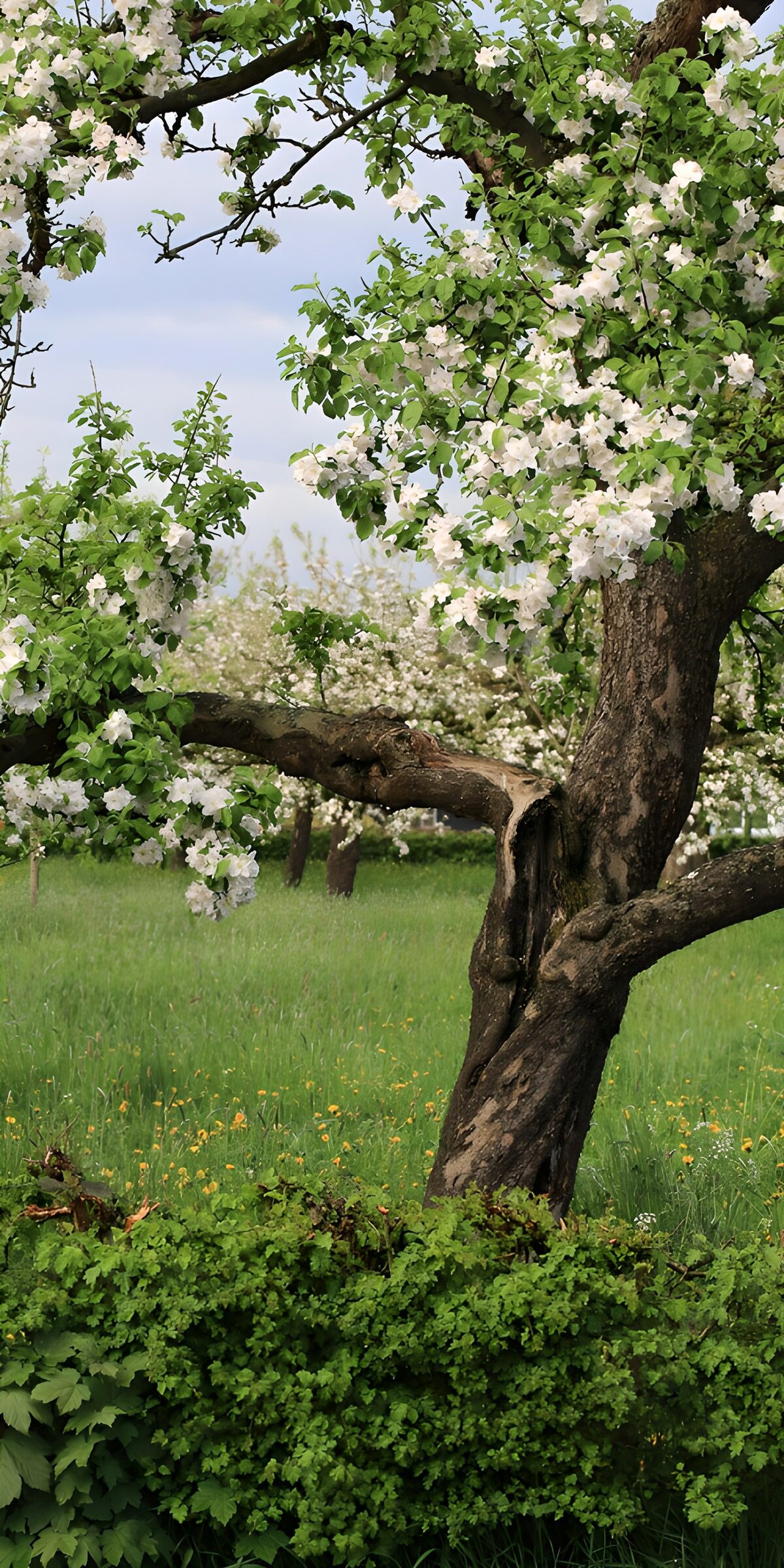 OCUK55542: Blossoming Apple Tree in Springtime