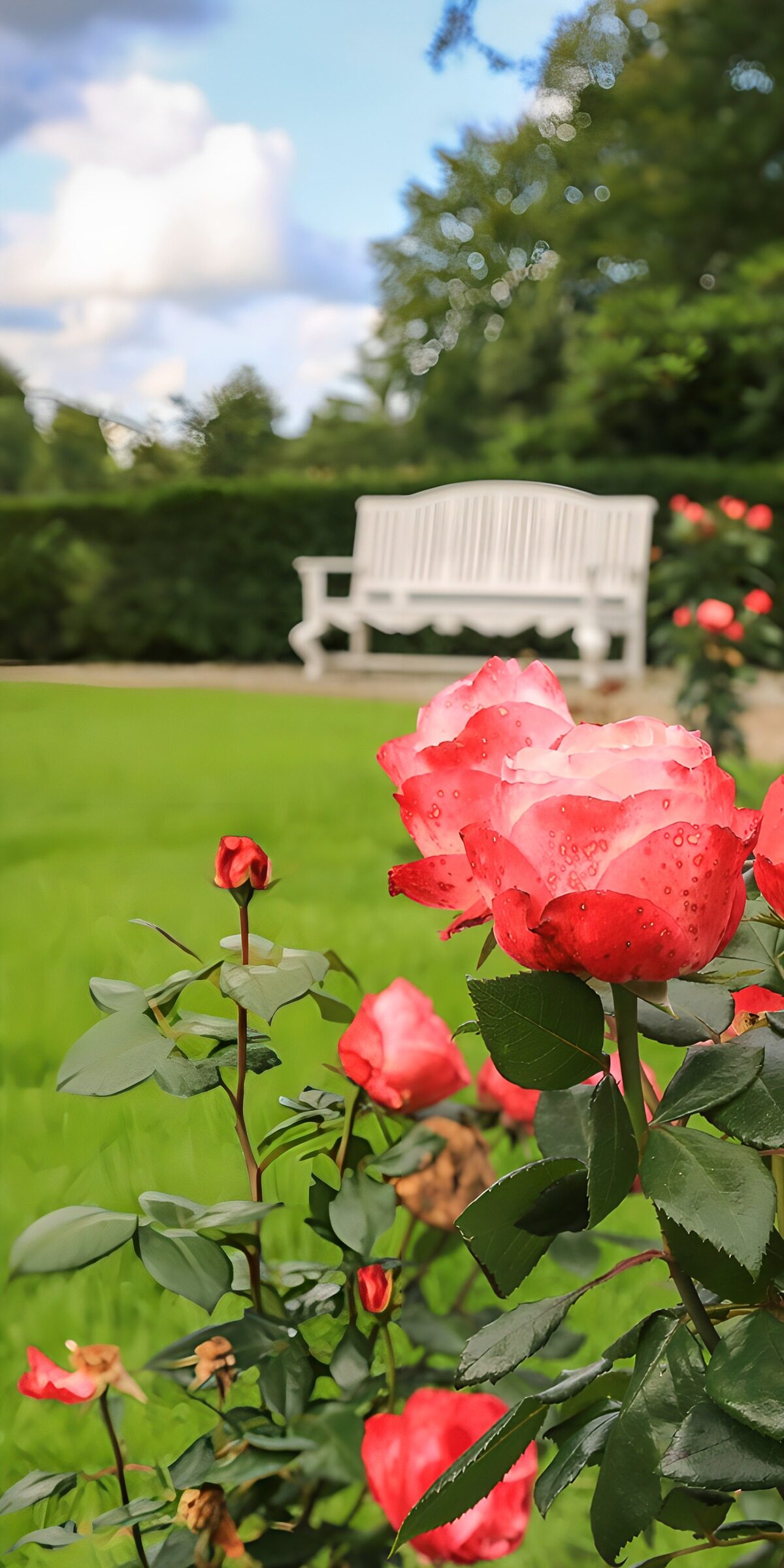 OCUK45190: Dewy Roses in a Tranquil Garden