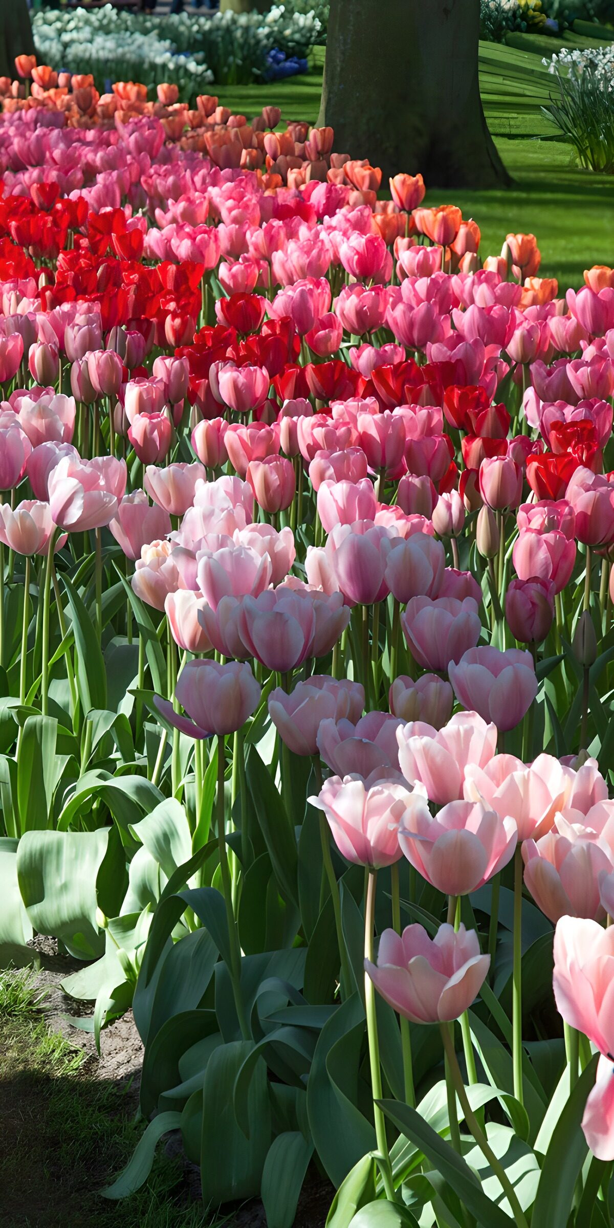 OCUK15655: Vibrant Tulip Garden in Bloom