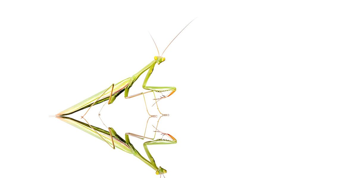 OCUK89663: Elegant Mantis on a Reflective Surface