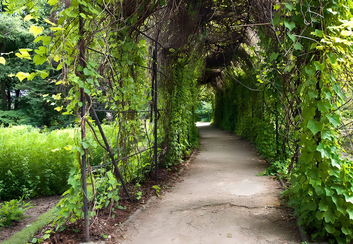 OCUK73509: Lush Green Archway of Nature