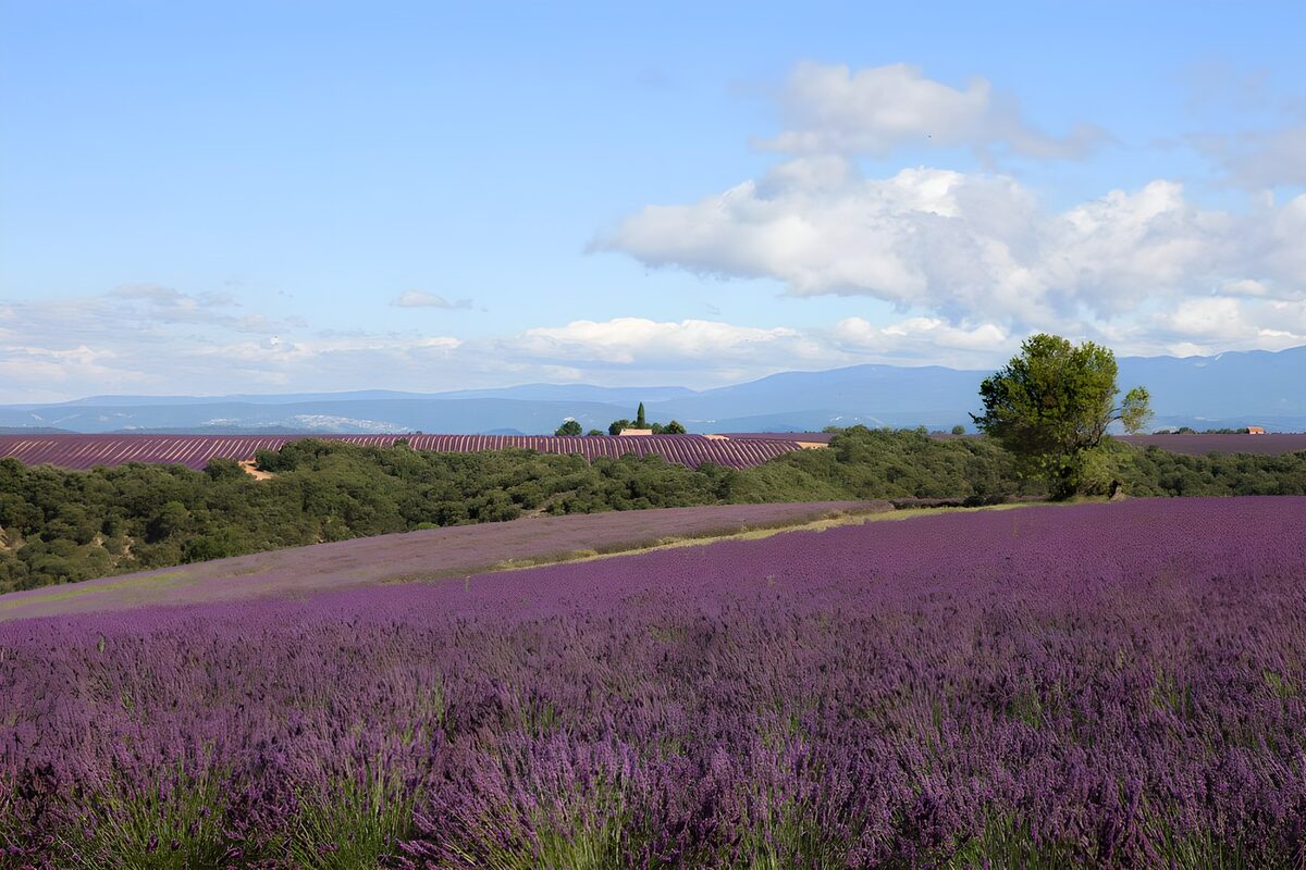 OCUK53433: Lavender Fields Under Blue Skies