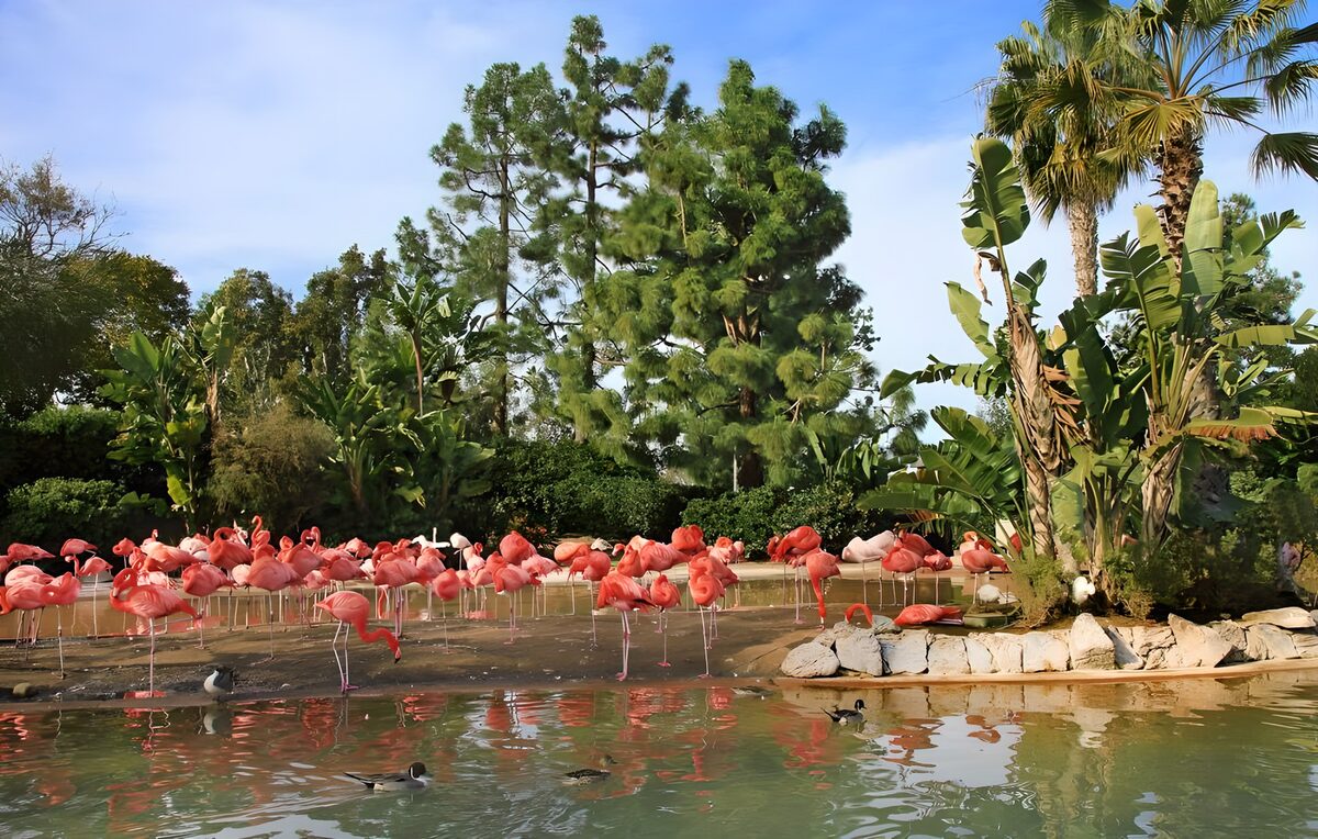 Flamingoes at the water's edge with palm trees.