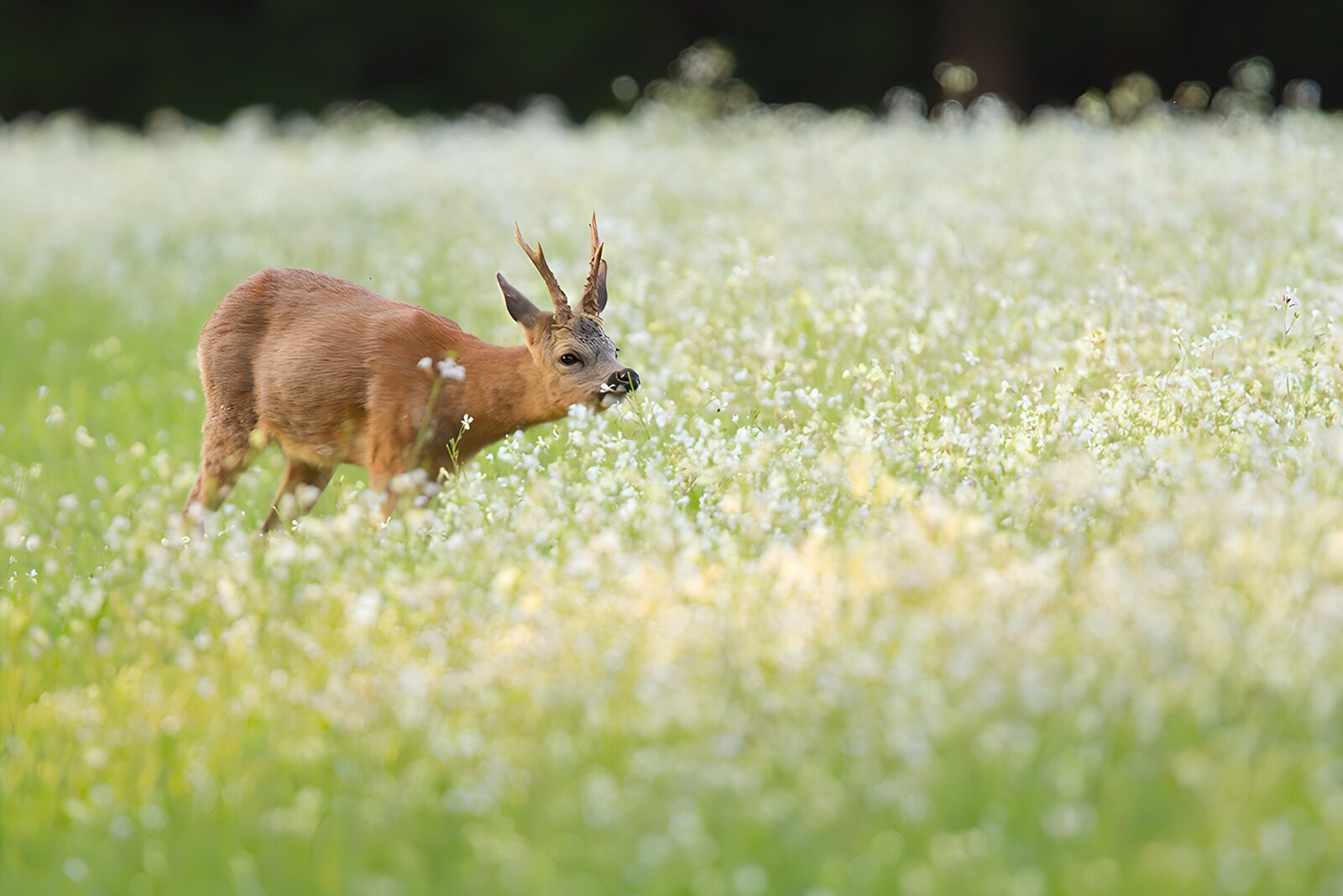 OCUK56028: Deer Among The Blossoms