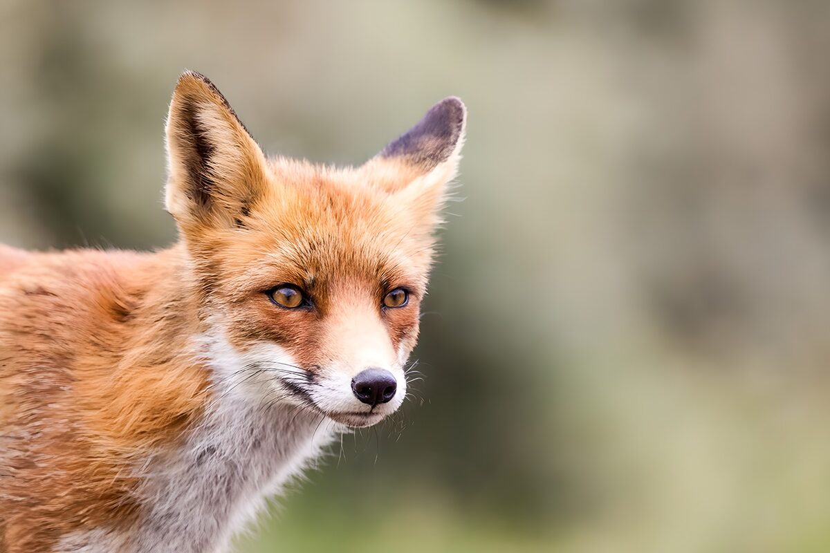 OCUK67513: Curious Fox in Nature