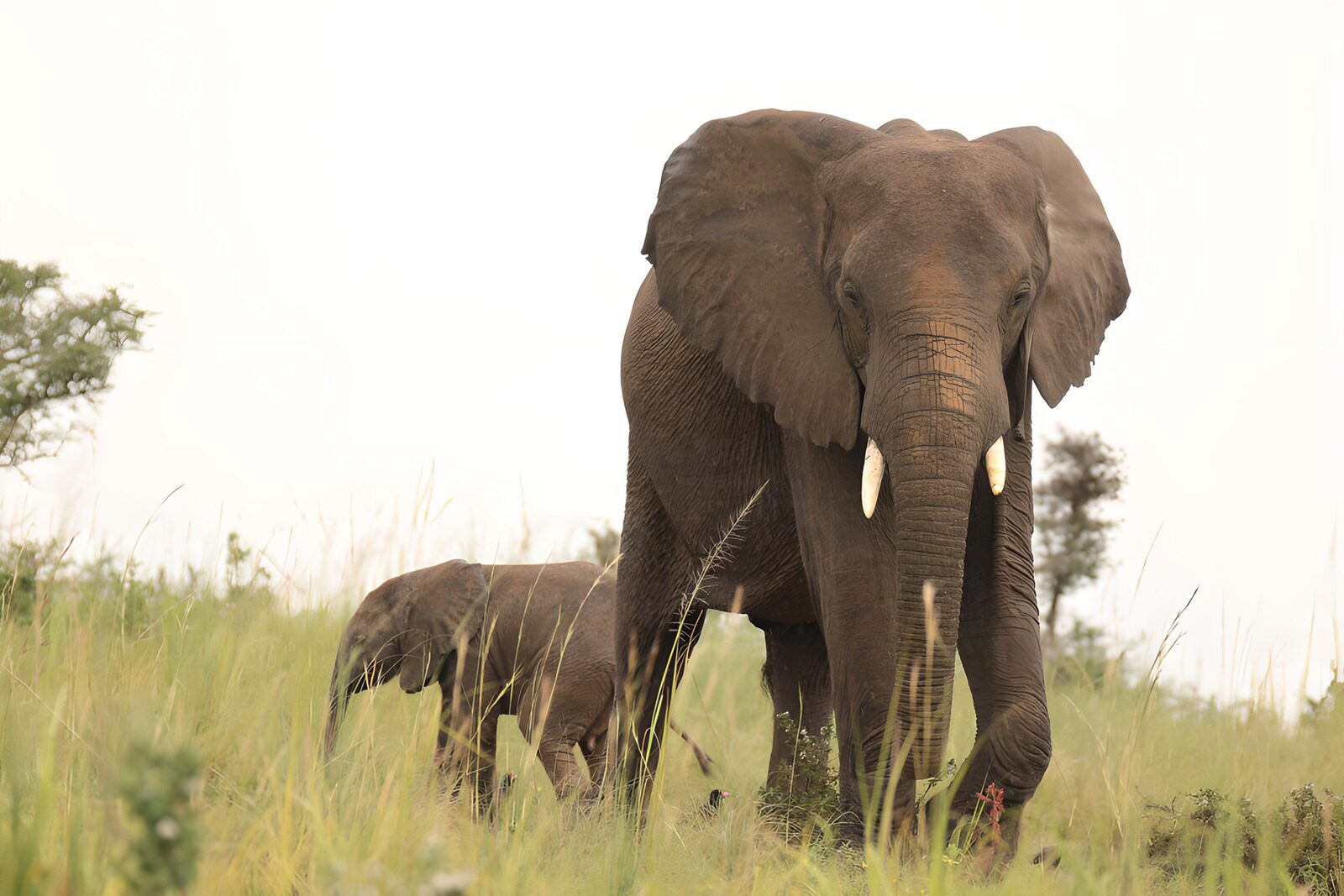 OCUK26884: Majestic Elephants in the Grasslands