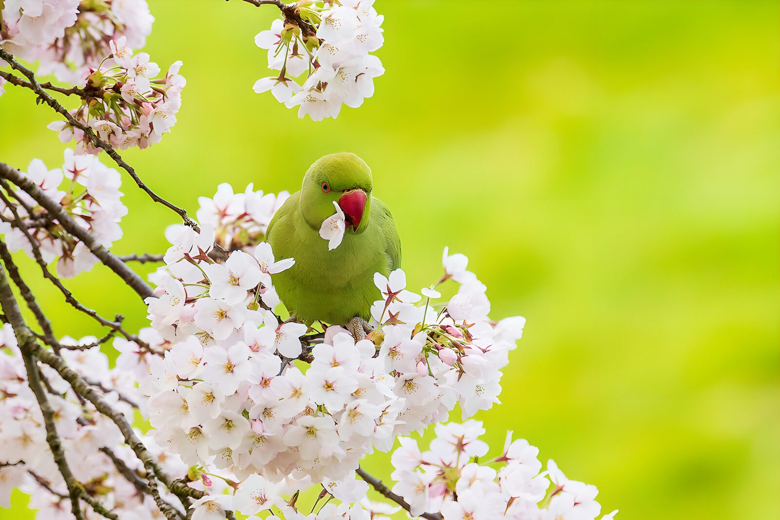 OCUK97319: Green Parrot Among Cherry Blossoms