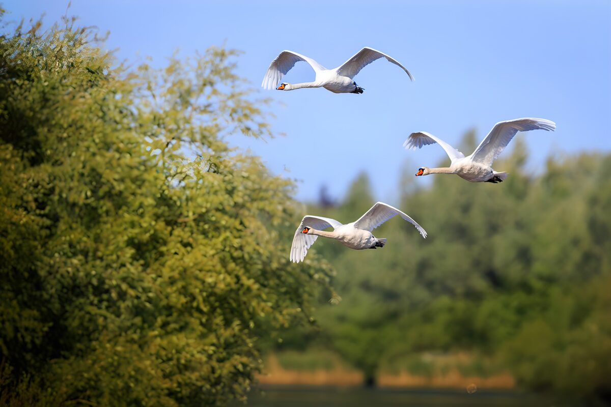 OCUK91933: Graceful Swans in Flight