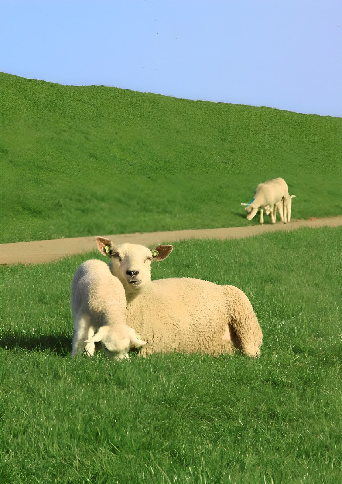 Lamb together with the mother