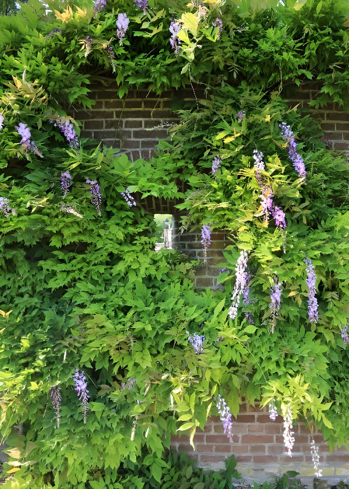 OCUK29330: Wall with wisteria