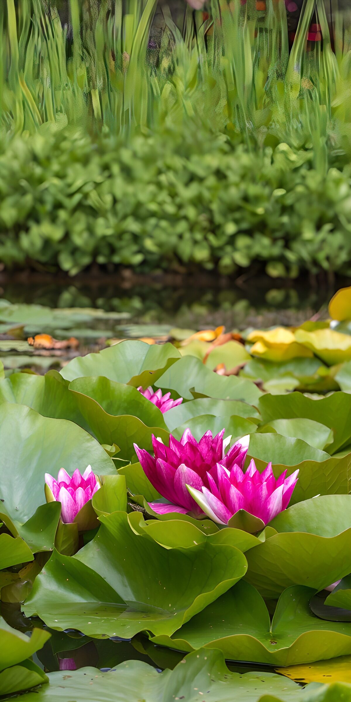 OCUK34167: Tranquil Lotus Blossoms in a Pond