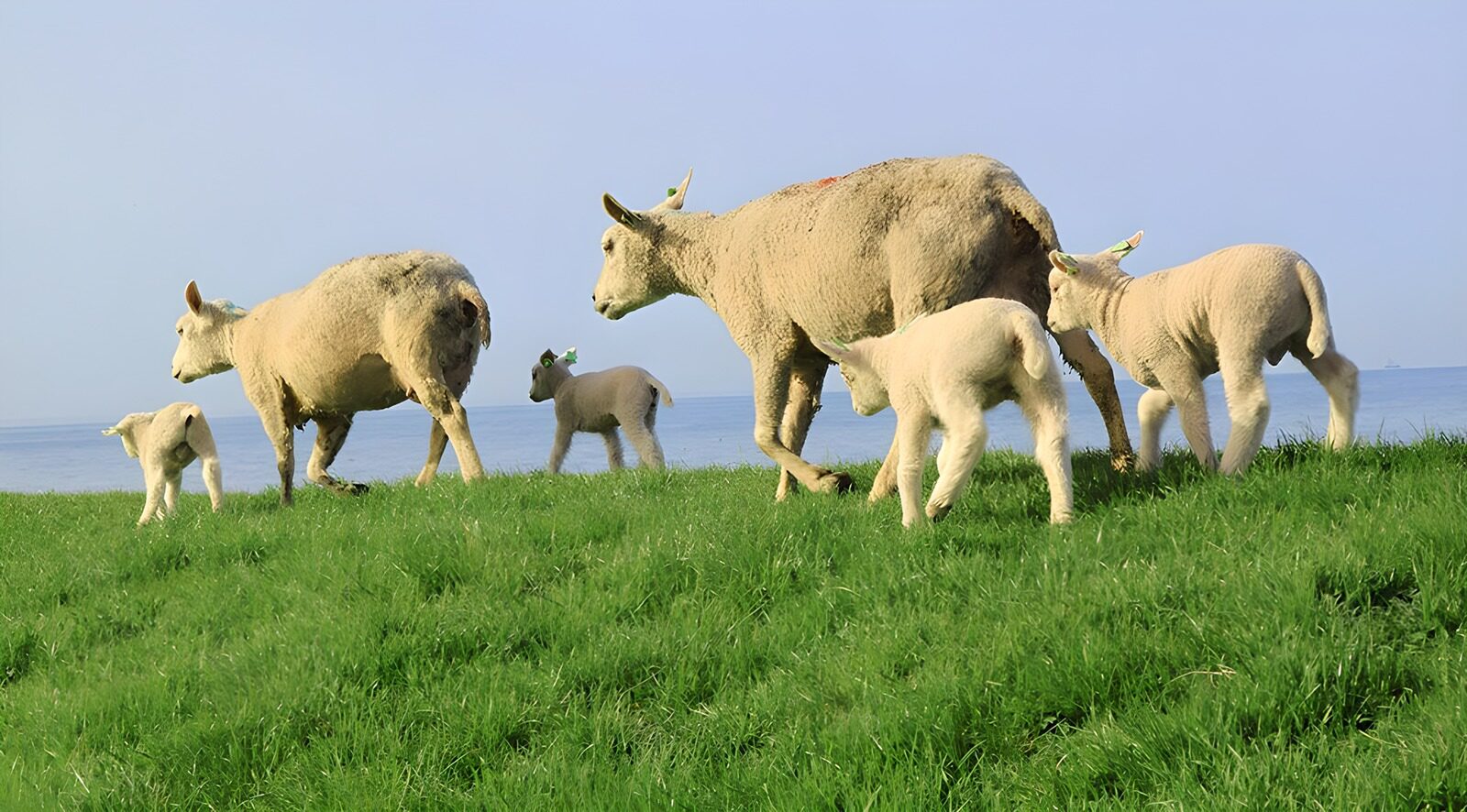 OCUK52546: Group of lambs on dike