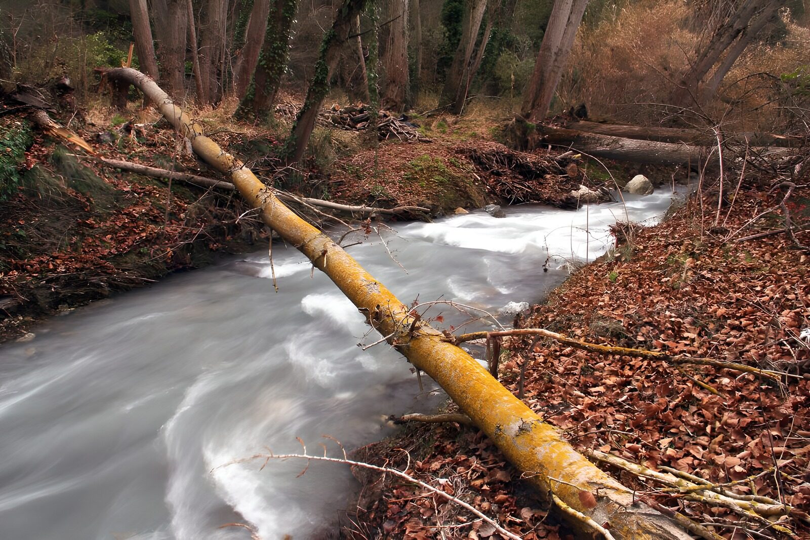 OCUK98422: Calm Stream Through Autumn Woods