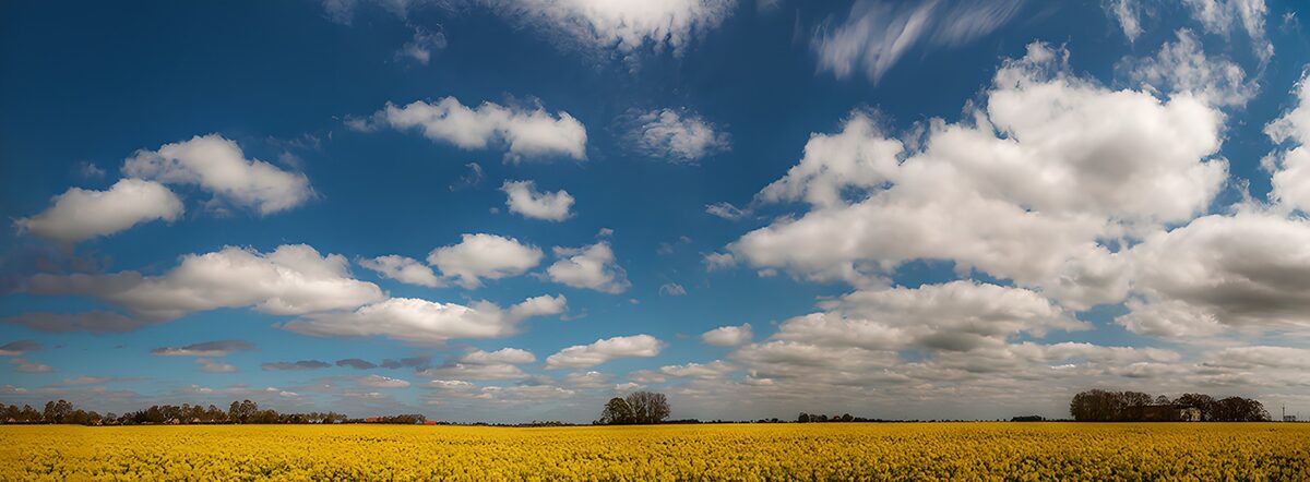 OCUK10093: Vibrant Yellow Fields under Blue Skies