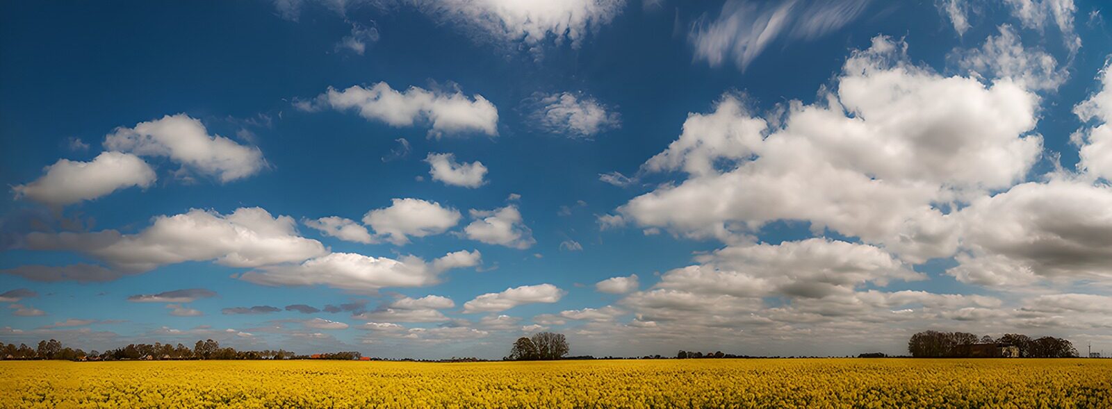 OCUK10093: Vibrant Yellow Fields under Blue Skies