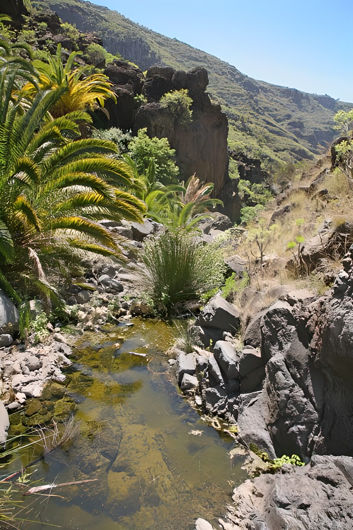 OCUK79830: La Gomera 11