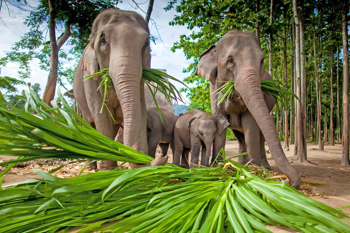 Elephant Family Feeding on Fresh Grass