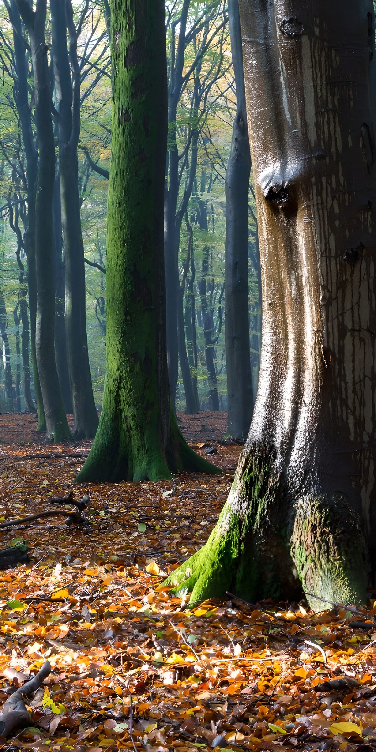 OCUK85588: Tranquil Autumn Forest Scene