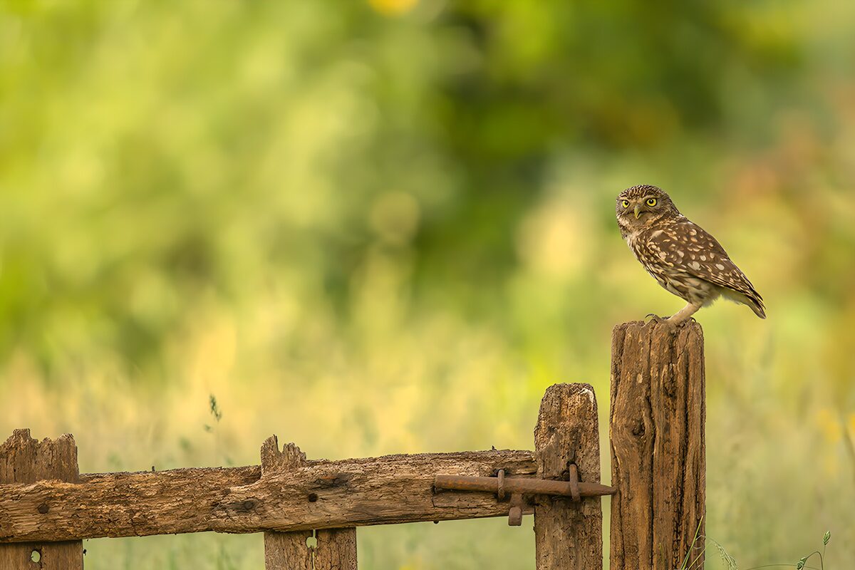 OCUK90089: Charming Owl on Rustic Fence Post
